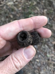 Eucalyptus planchoniana