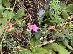 Dianthus deltoides deltoides