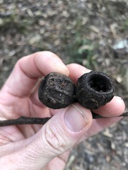 Eucalyptus planchoniana