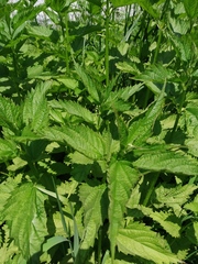 Urtica platyphylla
