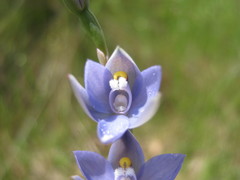 Thelymitra × truncata