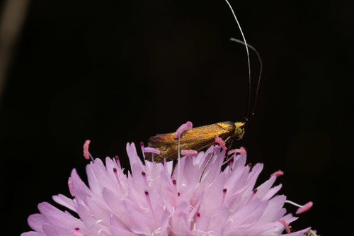 Nemophora metallica