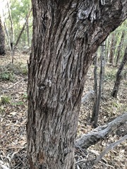 Eucalyptus planchoniana
