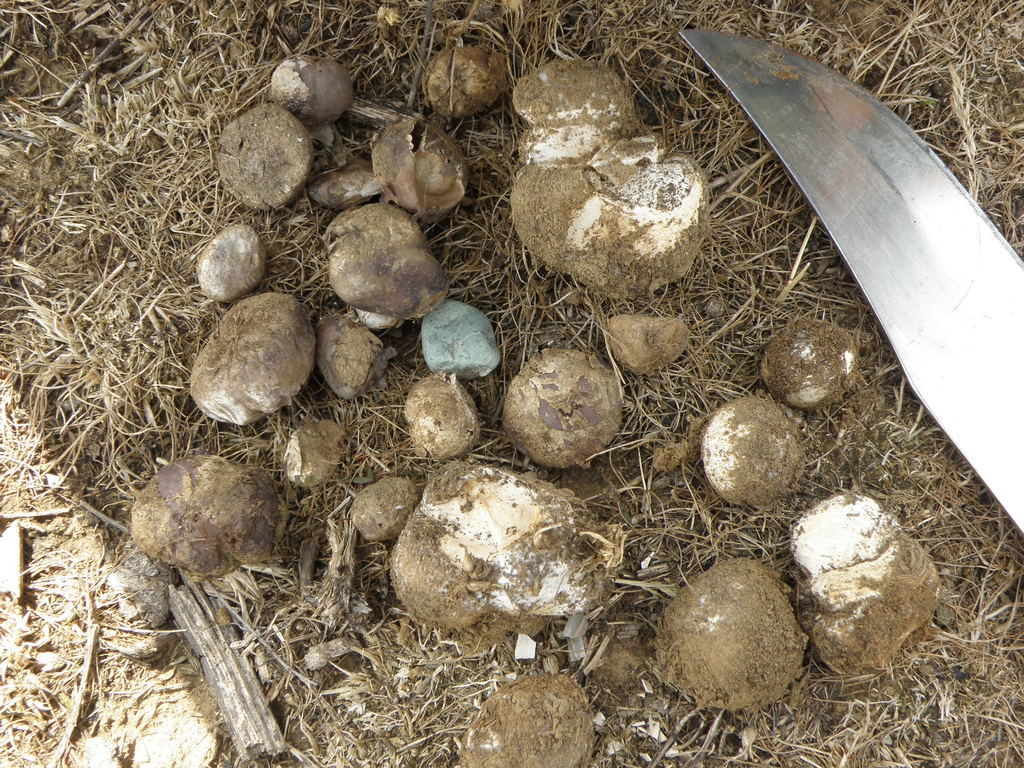 Abstoma