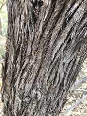 Eucalyptus planchoniana