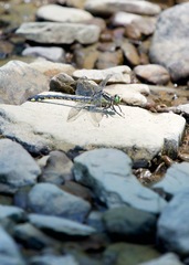 Gomphurus lineatifrons