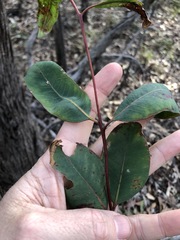 Eucalyptus planchoniana