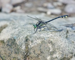 Gomphurus lineatifrons