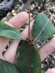 Eucalyptus planchoniana