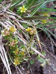Sedum alpestre