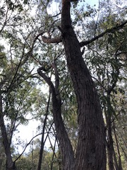 Eucalyptus planchoniana