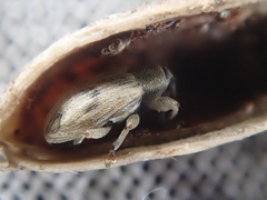 Peristoreus