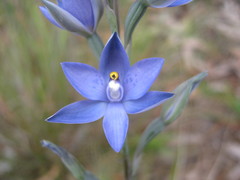 Thelymitra × truncata