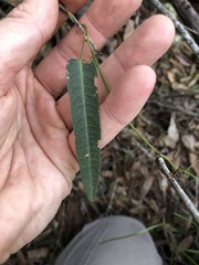 Hardenbergia violacea