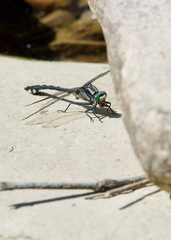 Gomphurus lineatifrons