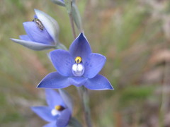 Thelymitra × truncata