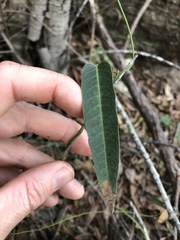 Hardenbergia violacea