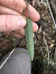 Hardenbergia violacea