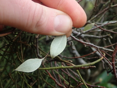 Olearia fragrantissima