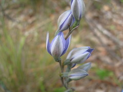 Thelymitra × truncata