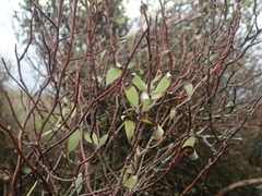 Olearia fragrantissima