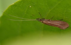 Athripsodes aterrimus