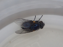 Xenocalliphora