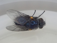 Xenocalliphora