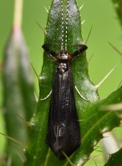 Mystacides azureus