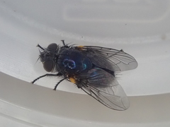 Xenocalliphora
