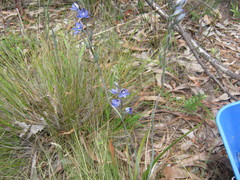 Thelymitra × truncata