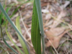 Thelymitra × truncata