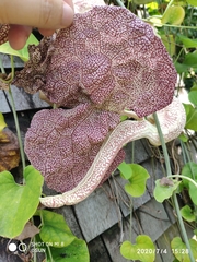 Aristolochia labiata