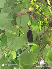 Aristolochia labiata
