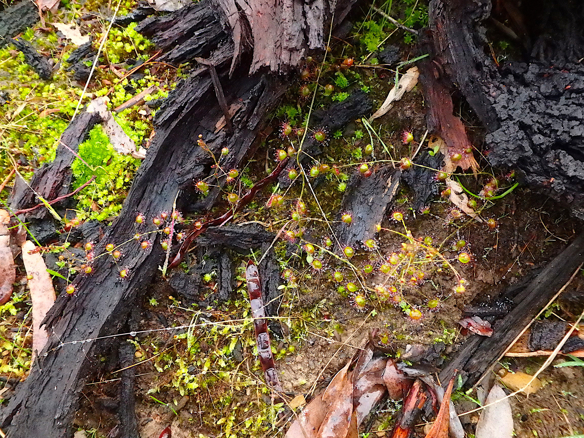Drosera planchonii Hook.f. ex Planch. 3
