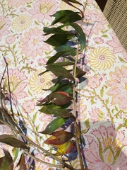 Combretum erythrophyllum