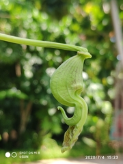 Aristolochia labiata