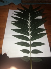 Ailanthus triphysa