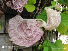 Aristolochia labiata