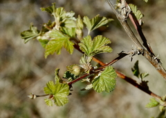 Rubus neomexicanus