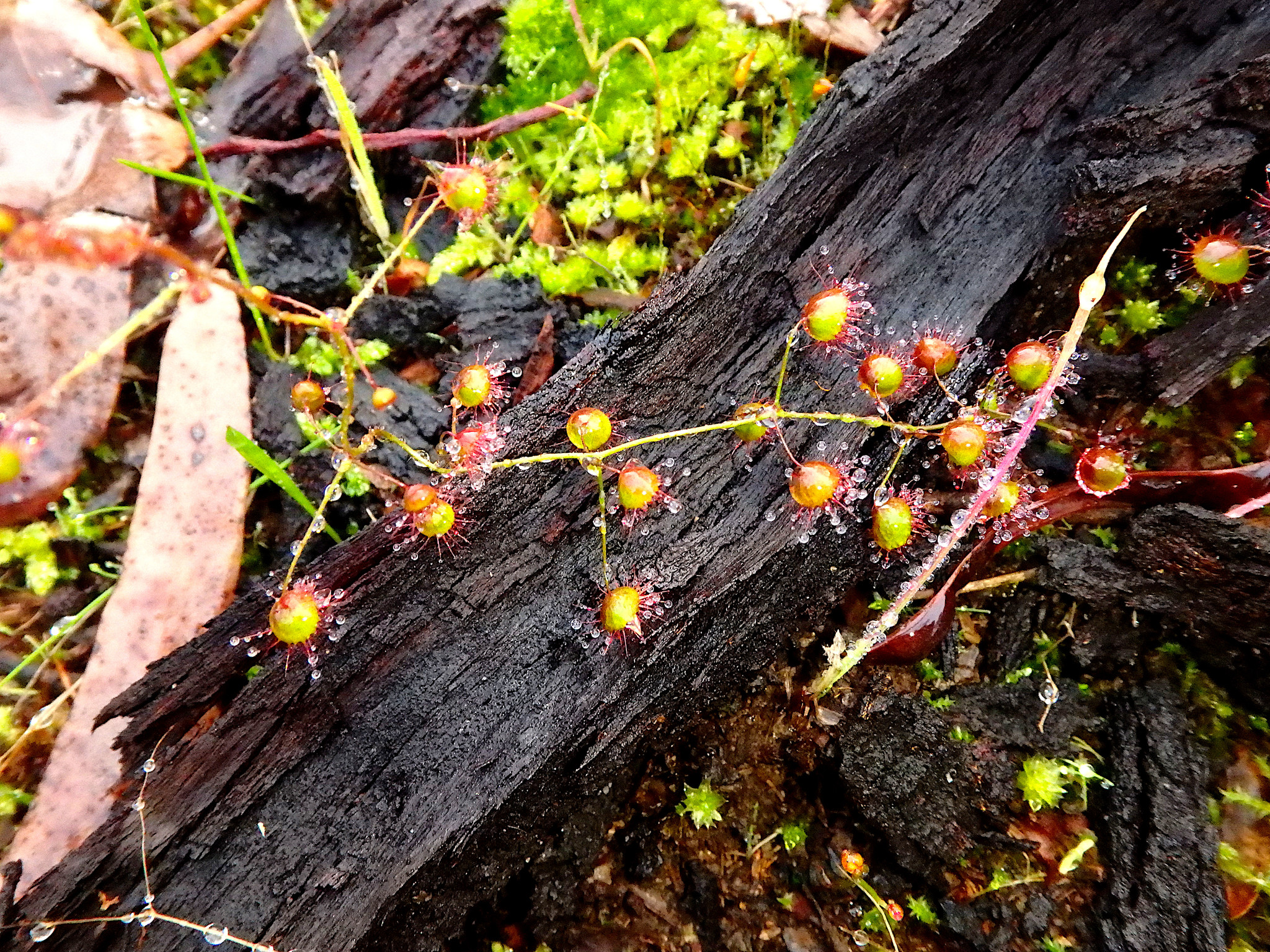 Drosera planchonii Hook.f. ex Planch. 2