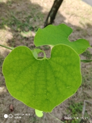 Aristolochia labiata