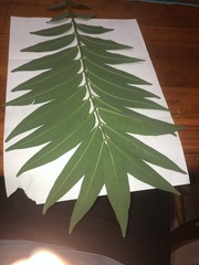 Ailanthus triphysa