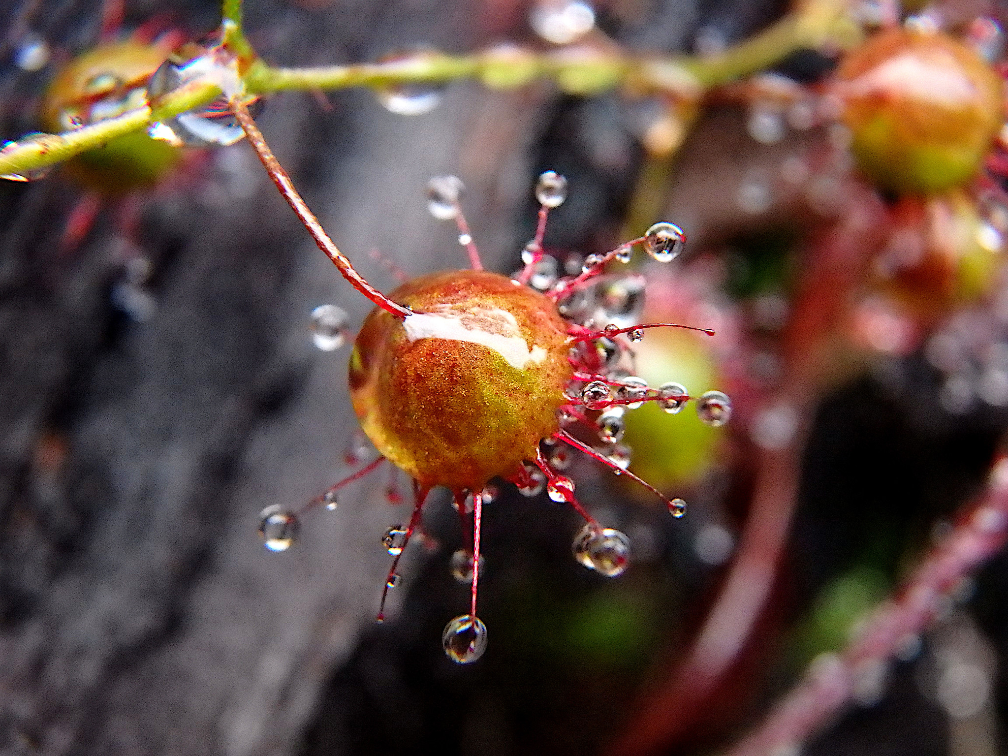 Drosera planchonii Hook.f. ex Planch.