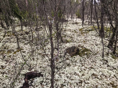 Pulchrocladia retipora