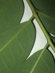 Ailanthus triphysa