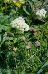 Ligusticum