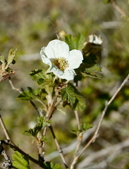 Rubus neomexicanus