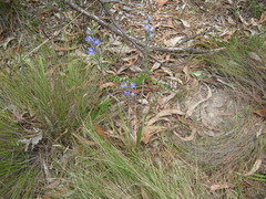 Thelymitra × truncata