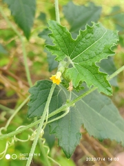 Cucumis maderaspatanus